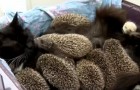8 petits hérissons devenus orphelins refusent de manger, puis une chatte commence à s'occuper d'eux