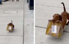 Cet adorable teckel transporte entre ses crocs de la nourriture pour sa famille en isolement
