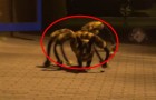 Du sadisme à l'état pur: la blague de l'araignée-chien mutante en pleine nuit.
