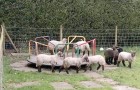 Con le persone in isolamento domiciliare, un gregge di pecore 