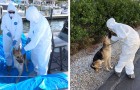 Dog is left alone in a boat because the owner is hospitalized for Covid-19: the authorities manage to save him