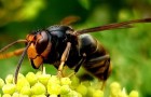 Den asiatiska jättebålgetingen intar Europa: en enda kan döda upp till 50 bin om dagen