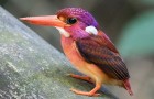 Il Martin Pescatore Nano delle Filippine è un uccellino coloratissimo e molto raro che rischia l'estinzione