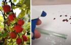Vídeo de Natureza