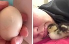 Elle voit un nid de canard détruit, alors elle décide de sauver l'œuf en le gardant au chaud dans son soutien-gorge pendant 35 jours