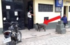 Hunde-Dame wartet stundenlang vor der Polizeistation, als ihr Herrchen wegen Verletzung der Ausgangssperre verhaftet wird