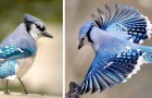 Der Blauhäher: der tiefblau gefiederte Vogel, der menschliche und tierische Laute imitieren kann