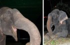 En elefant som räddas efter 50 år i kedjor 