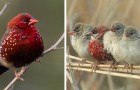 Quelques belles photos du Bengali rouge, ce curieux petit oiseau au plumage rouge feu