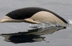Den fascinerande släta delfinen fotograferad efter 20 år: utan ryggfena misstas den ofta för en pingvin