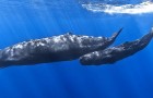 Le confinement mondial réduit la pollution sonore sous-marine : les baleines recommencent à 