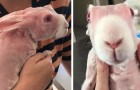 Una ragazza adotta un coniglio senza pelliccia, salvandolo dall'eutanasia: la sua simpatia conquista il web