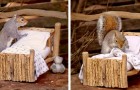 Une femme crée un mini-lit en bois pour écureuils et prend une photo de celui qui 