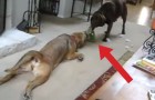 Questi cani giocano al più buffo tiro alla fune che abbia mai visto