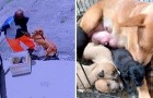 Luego de haber dado a luz 5 cachorros, un perro y su cría son abandonados en una canasta al costado del camino