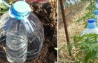 Bewässern mit gebrauchten Plastikflaschen. Eine raffinierte Methode, um Wasser zu sparen
