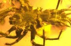 Video über Entdeckungen