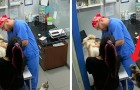 Vídeo de Gatos
