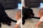 Mutter filmt ihr Baby und ihren Hund, die sich köstlich miteinander vergnügen