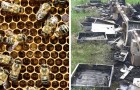 In Friuli qualcuno ha dato fuoco a 21 arnie: 2 milioni di api sono bruciate a causa di questo gesto ignobile