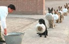 Vidéos de Chiens