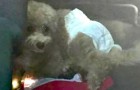 A family goes on a trip and leaves their dog in the car in the sun with a diaper: they are reported