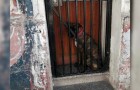 De eigenaren sloten de hond op tussen de deur en het tralies omdat ze tijdens de lockdown niet voor hem konden zorgen