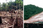 La pandemia non ferma la deforestazione in Brasile: rispetto al 2019, le aree distrutte sono raddoppiate