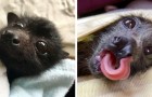 Eine Vereinigung teilt Fotos von süßen australischen Fledermäusen: unschädlich für den Menschen und nützlich für die Umwelt