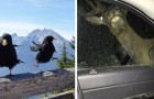 12 fois où des personnes ont pris des photos d'animaux sauvages avec des résultats désastreux
