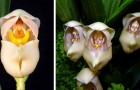 “De wieg van Venus”, de bijzondere orchidee met prachtige bloemen die doet denken aan slapende baby's