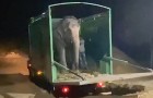 Un'elefantessa cieca fa i suoi primi passi in libertà dopo 46 anni in catene: inizia per lei una nuova vita