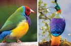 13 der schönsten Vögel der Welt, deren Gefieder eine Explosion der Farben ist