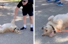 Vincent, el tierno perro que simula desmayarse en el piso con tal de no regresar a su casa luego de un paseo con su dueño