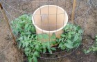 Tomatenzucht im eigenen Garten mit Plastikeimer