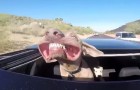 Traveling with his head out the sunroof: the dog's face is hilarious