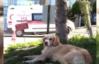 Een man wordt in het ziekenhuis opgenomen met het coronavirus: zijn hond volgt hem en wacht dagenlang bij het ziekenhuis