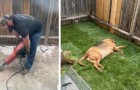 Vídeo de Animais