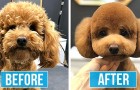 15 foto's van honden die er na het trimmen niet meer hetzelfde uitzien