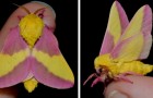 Ce rare papillon de nuit aux ailes roses et jaunes nous rappelle que la nature peut être incroyablement imaginative
