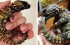 Die Gürteltier-Eidechse, das kleine Reptil, das uns alle an ein Drachenbaby erinnert...