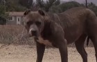 They thought it could be a threatening pit bull, but at 3:36 you'll see how sweet it is !