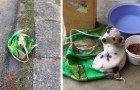 Video Dogs
