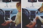 Vidéos Amusantes