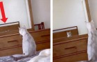 Video Divertenti