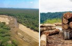 Il Sud Sudan pianterà 100 milioni di alberi in 5 anni per combattere la deforestazione: siglato l'accordo con la FAO