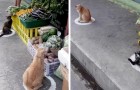 Questi gatti che rispettano il distanziamento per mangiare al mercato sono molto più ordinati di molti umani