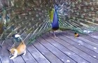 Un pavo real llega a la varanda: mira como reaccionan los gatitos...