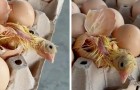 Un poussin naît d'un des œufs en vente dans un supermarché : la propriétaire l'aide à sortir de sa coquille