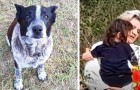 Tauber und halb blinder Hund rettet Dreijährige, die sich im Wald verlief